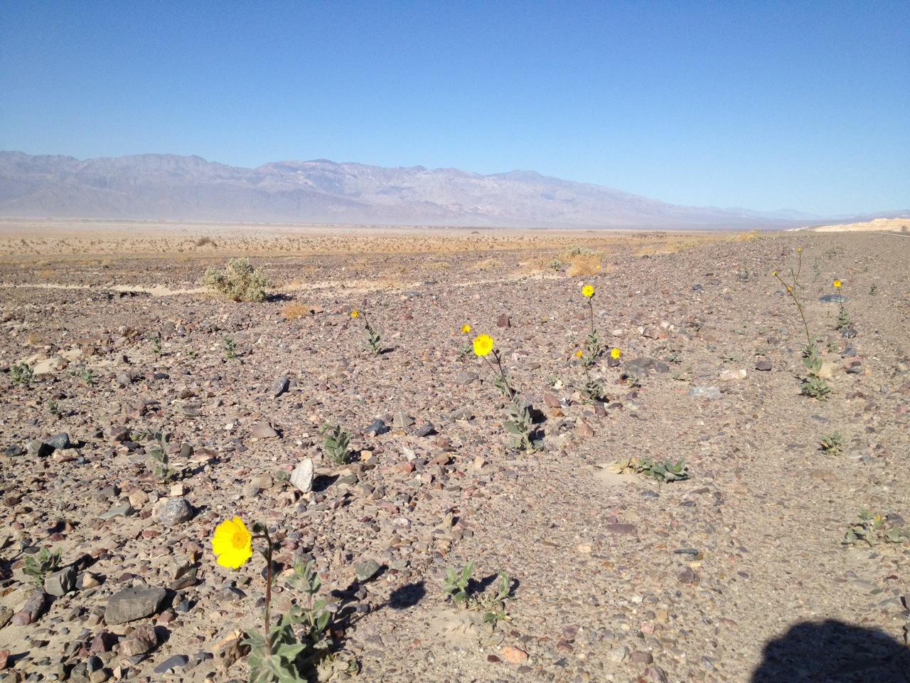 Wildflowers along Scotty's Castle Road, Death Valley.