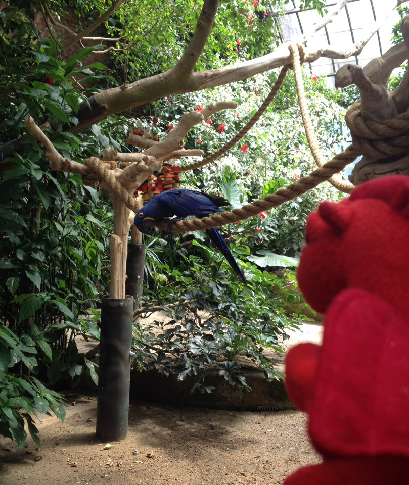 Dafydd regards the Aviary's Hyacinth Macaw.