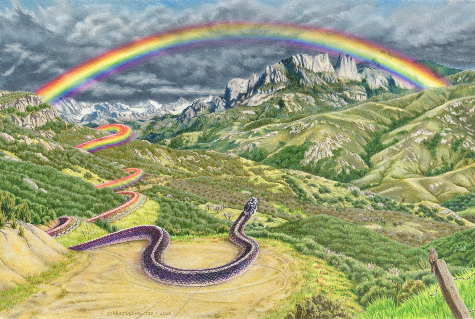 Colored pencil illustration, original on 12"x18" paper. A rainbow arches over some rocky mountains with a cloudy sky behind it, while the foreground is brightly lit by sun. Where the rainbow disappears behind a hill on the left side, it contours around, becoming more and more snakelike as it approaches the viewer, until it morphs into a purple-and-gold striped variant of a California Kingsnake. The snake is clearly giant, as shown by the tiny bicycle tracks on the road cut where it lies, lifting its head to admire the rainbow it evolved from. In the bottom right corner, perched on a decaying fence post, a female American kestrel is convinced that SHE is the real star of this picture.
References: Castle Rocks and Sawtooth Ridge, Sequoia National Park, California. Art © Goldeen Ogawa 2025.
Colored pencil illustration, original on 12"x18" paper. A rainbow arches over some rocky mountains with a cloudy sky behind it, while the foreground is brightly lit by sun. Where the rainbow disappears behind a hill on the left side, it contours around, becoming more and more snakelike as it approaches the viewer, until it morphs into a purple-and-gold striped variant of a California Kingsnake. The snake is clearly giant, as shown by the tiny bicycle tracks on the road cut where it lies, lifting its head to admire the rainbow it evolved from. In the bottom right corner, perched on a decaying fence post, a female American kestrel is convinced that SHE is the real star of this picture.
References: Castle Rocks and Sawtooth Ridge, Sequoia National Park, California. Art © Goldeen Ogawa 2025.
